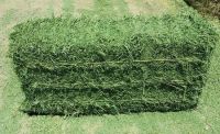 Premium Quality Alfalfa Hay