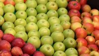 Bulk Fresh Fruits Apples Best Price Apples