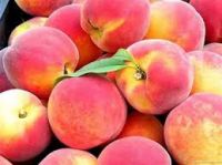 Fresh Class 1 Peach, Fresh Peach from South Africa