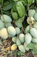 vegetables and fruits From Bangladesh