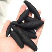 Turkish Sea Cucumber Dried Holothuria Polii