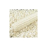 High-quality white maize available in bulk at the best wholesale rates From Tanzania