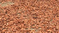 Good Quality Dried Grade A Cocoa Beans cocoa powder cocoa butter/ Cacao/ Chocolate Bean
