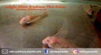 Ancistrus Albino Longfin - Bristlenose Pleco