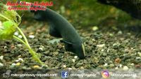 Black Ghost Knifefish (Apteronotus albifrons) 