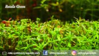 Rotala Green