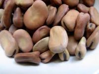 broad beans dried Fava Beans