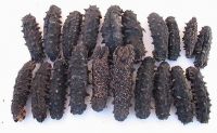 Quality Dried sea cucumber