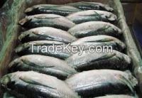 Best PINK SALMON FISH, SALMON FISH, FROZEN SALMON FISH PRODUCTS From South Africa