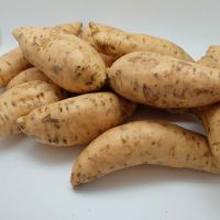 Fresh Organic Sweet Potatoes