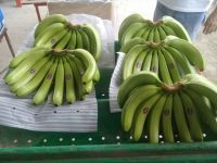 Bananas from Ecuador From USA