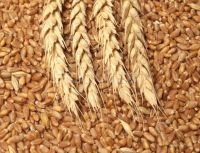 Wheat
