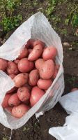 White & Red Potatoes