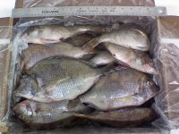 Frozen North Atlantic Scup / Porgies / Bream