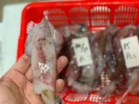 Loligo Squid