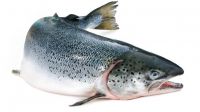 Fresh Fish