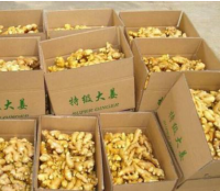 https://cn.tradekey.com/product_view/Chinese-Fresh-Ginger-Supplier-And-Ginger-Export-To-The-World-9222470.html