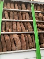 Yam Yam 