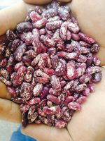 Kidney Beans