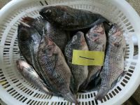 tilapia wgs