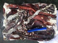 giant squid tentacles