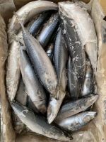 pacific mackerel