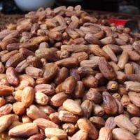 DRY DATES (PHOENIX DACTYLIFERA)