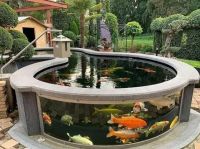 Buy Black Arowana clarion angelfish, silver arowana, asian arowana