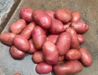 Potatoes Mozika