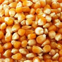 Big Grains Yellow maize