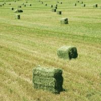 Quality grade Alfalfa Hay 
