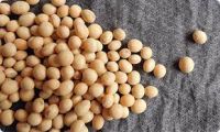 High Protein Quality Soybean Meal For Sale