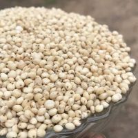 Grain Sorghum