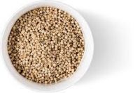 Grain Sorghum