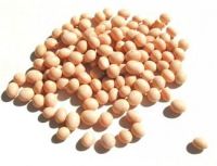 SOYBEANS