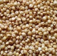 Grain Sorghum