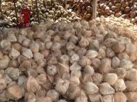 Vietnam Fresh Mature Coconut