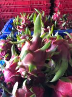 Vietnam Fresh Dragon Fruit (white Flesh)