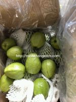 Fresh Guava From Vietnam