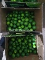 Fresh Seedless Lime// Vietnam