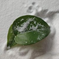 High Purity Ammonium Chloride Manufacturer Sale