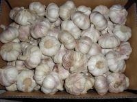 White Garlic