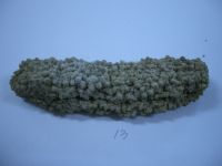 Sea Cucumber