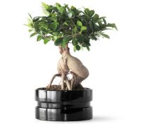 Ficus Ginseng Bonsai