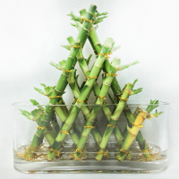 Dracaena Sanderiana Pyramid Shape Lucky Bamboo