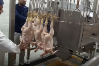 poultry slaughterhouse 300 bph