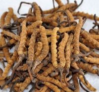 Ophiocordyceps sinensis, YARSHA GUMBA,  Yarcha-gumba