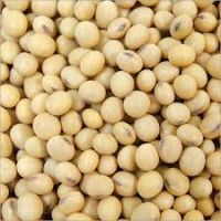 Soyabeans (glycine Max)