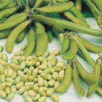 Soyabeans (glycine Max)