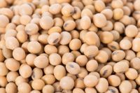 Indian Soybean